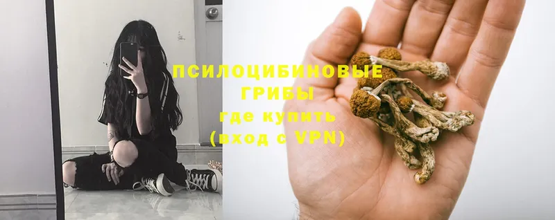 где продают наркотики  Болгар  Псилоцибиновые грибы Psilocybine cubensis 